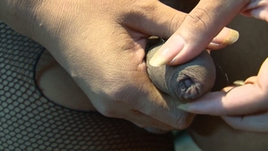 third world media movies: Satisfying The She-Male Hunger